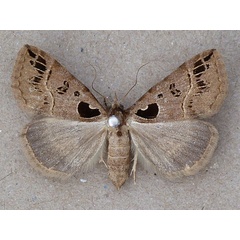 /filer/webapps/moths/media/images/S/silenalis_Arsina_A_Butler.jpg