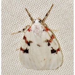 /filer/webapps/moths/media/images/R/rhodostriata_Cyana_A_Braun_03.jpg