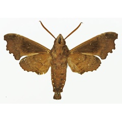 /filer/webapps/moths/media/images/C/curvilimes_Temnora_AM_Basquin_01b.jpg