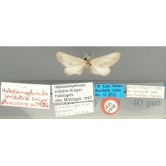 /filer/webapps/moths/media/images/I/irritatrix_Hebdomophruda_HT_TMSA.jpg