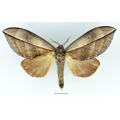 /filer/webapps/moths/media/images/D/dives_Aoba_AF_Basquin_02.jpg