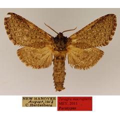 /filer/webapps/moths/media/images/M/macroptera_Teragra_PT_TMSA_02_zeDapEL.jpg