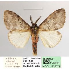 /filer/webapps/moths/media/images/M/melia_Palasea_AM_MGCLa_02.JPG