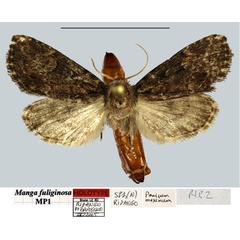 /filer/webapps/moths/media/images/F/fuliginosa_Manga_HT_MNHNa.jpg