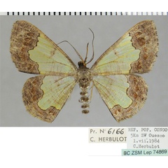 /filer/webapps/moths/media/images/V/vidua_Zamarada_AM_ZSM.jpg