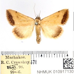 /filer/webapps/moths/media/images/S/subflavalis_Phytometra_AM_BMNH.jpg