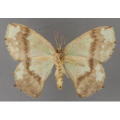 /filer/webapps/moths/media/images/M/multiscripta_Agathia_AF_ZSM_02.jpg