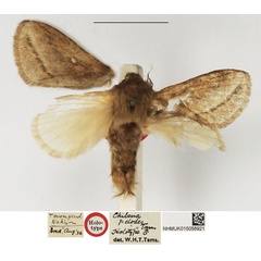 /filer/webapps/moths/media/images/P/pelodes_Chilena_HT_NHMUK.jpg
