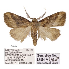 /filer/webapps/moths/media/images/S/smithi_Meganola_HT_ANHRT.jpg