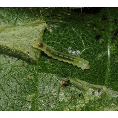 /filer/webapps/moths/media/images/P/pseudogrewiella_Phyllonorycter_larva_Triberti-et-al_2024_48.jpg