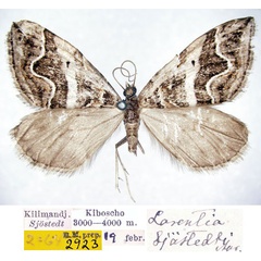 /filer/webapps/moths/media/images/S/sjostedti_Larentia_HT_SNHMa.jpg