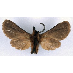 /filer/webapps/moths/media/images/M/margaretha_Metarctia_HT_BMNH_02.jpg