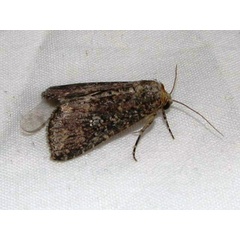 /filer/webapps/moths/media/images/P/pauperata_Condica_A_Goff_02.jpg