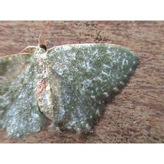/filer/webapps/moths/media/images/M/misera_Metallochlora_A_Guyonnet.jpg
