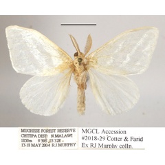 /filer/webapps/moths/media/images/D/discissa_Leucoma_A_MGCLa_02.JPG