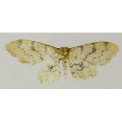 /filer/webapps/moths/media/images/C/contrastata_Idaea_HT_ZSMb.jpg