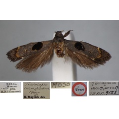 /filer/webapps/moths/media/images/I/introspiciens_Trichotaphe_FHT_NHMUK.jpg