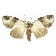 /filer/webapps/moths/media/images/M/malagassa_Leucobaeta_PTF_ANHRT.jpg