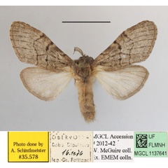 /filer/webapps/moths/media/images/B/biliturata_Rhenea_AF_MGCLa_02.JPG