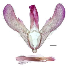 /filer/webapps/moths/media/images/C/cingulata_Gibbovalva_GMHT_RBINS.jpg