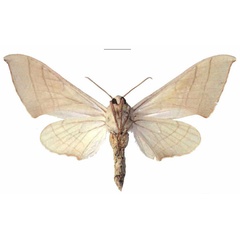 /filer/webapps/moths/media/images/M/molitor_Pseudoclanis_AF_EMEMb.jpg