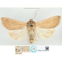/filer/webapps/moths/media/images/S/sesamiodes_Borolia_STM_BMNH_02.jpg