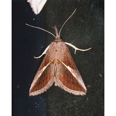 /filer/webapps/moths/media/images/T/tinctalis_Zekelita_A_Roland_01.jpg