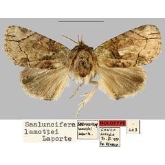 /filer/webapps/moths/media/images/L/lamottei_Saaluncifera_HT_MNHN.jpg