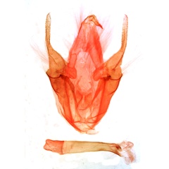/filer/webapps/moths/media/images/P/polita_Pseudogiria_GMPT_MSNM_3707.jpg