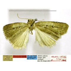 /filer/webapps/moths/media/images/C/collicola_Athetis_HT_TMSA.jpg