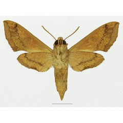 /filer/webapps/moths/media/images/R/rebeli_Hippotion_AF_Basquin_01b.jpg