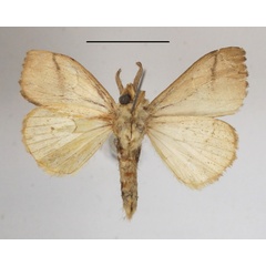 /filer/webapps/moths/media/images/B/basibrunnea_Laelia_AM_MGCLb_01.JPG