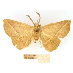/filer/webapps/moths/media/images/A/albilinea_Ugia_AM_TMSA_gPoQvIe.jpg