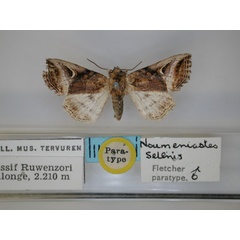 /filer/webapps/moths/media/images/S/selenis_Numeniastes_PT_RMCA_01.jpg