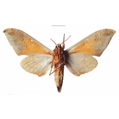 /filer/webapps/moths/media/images/K/kenyae_Pseudoclanis_AM_EMEM_01b.jpg