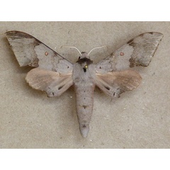 /filer/webapps/moths/media/images/C/compar_Neopolyptychus_A_Butler.jpg