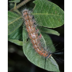 /filer/webapps/moths/media/images/M/modesta_Morasa_C_Roland_01.jpg