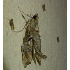 /filer/webapps/moths/media/images/M/meticulosalis_Terastia_A_Riddell_01.jpg