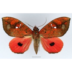 /filer/webapps/moths/media/images/M/maculifera_Miniodes_AM_Basquin_02.jpg