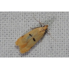 /filer/webapps/moths/media/images/B/barathrodes_Dichomeris_A_FitzPatrick_01.jpg