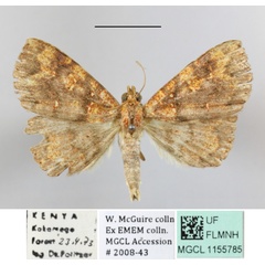 /filer/webapps/moths/media/images/A/albiguttula_Phlogochroa_A_MGCLa_02.JPG