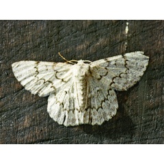 /filer/webapps/moths/media/images/A/abyssinaria_Pingasa_A_Roland_01.jpg