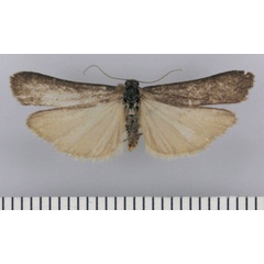 /filer/webapps/moths/media/images/N/nigricans_Entephrilema_HT_TMSA.jpg