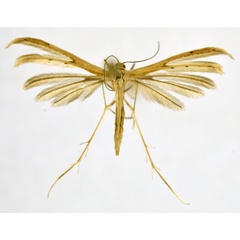 /filer/webapps/moths/media/images/R/rhyparias_Pterophorus_A_NHMO_02.jpg