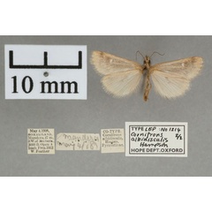 /filer/webapps/moths/media/images/A/albidiscalis_Cornifrons_PT_OUMNHb_02.jpg