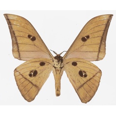 /filer/webapps/moths/media/images/B/basquini_Lobobunaea_AM_Basquin_02b.jpg