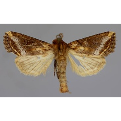 /filer/webapps/moths/media/images/N/nyei_Feraxinia_A_RMCA_01.jpg
