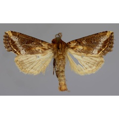 /filer/webapps/moths/media/images/N/nyei_Feraxinia_A_RMCA_01.jpg