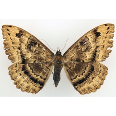 /filer/webapps/moths/media/images/A/atavistis_Erebus_AF_TMSA_02.jpg