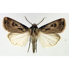 /filer/webapps/moths/media/images/B/biconica_Agrotis_AM_Aulombard.jpg